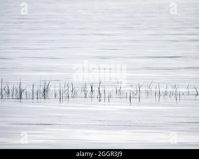 Abstract nature background, reeds reflecting in water with ripples. UK. Stock Photo