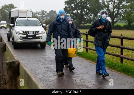 DEFRA vets aided by the police take Geronimo the alpaca away at Shepherds Close Farm near Wickwar, Gloucestershire. Stock Photo