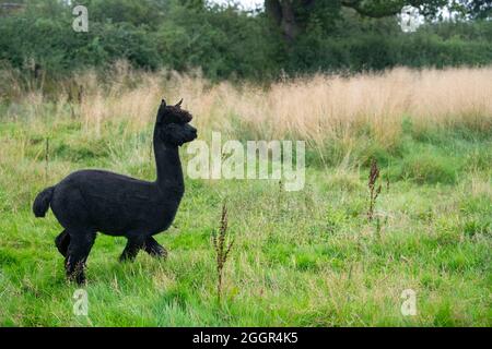 DEFRA vets aided by the police take Geronimo the alpaca away at Shepherds Close Farm near Wickwar, Gloucestershire. Stock Photo