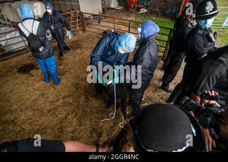 DEFRA vets aided by the police take Geronimo the alpaca away at Shepherds Close Farm near Wickwar, Gloucestershire. Stock Photo