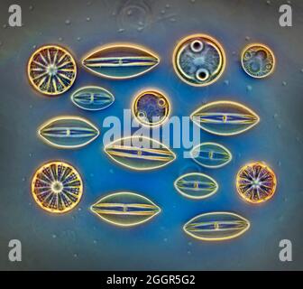 Diatoms mixed species selection, Ibo, East Africa Stock Photo