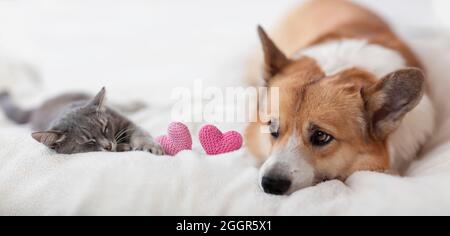 -cute cat and corgi dog are sleeping on a cozy bed next to pink hearts Stock Photo