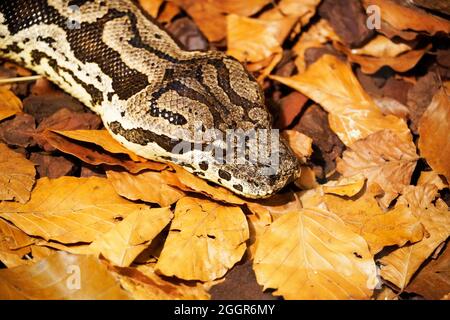 Close up of a phyton in the foliage. Reptile.Camouflage. Choke snake. Stock Photo