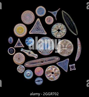 Diatom biodiversity, dark field micrograph Stock Photo