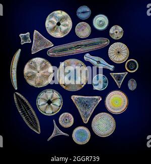 Diatom biodiversity, dark field micrograph Stock Photo