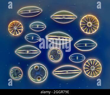 Diatoms mixed species selection, Ibo, East Africa Stock Photo