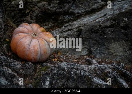 Pumpkins on ground. Halloween and autumn harvest. Season concept and background. Stock Photo