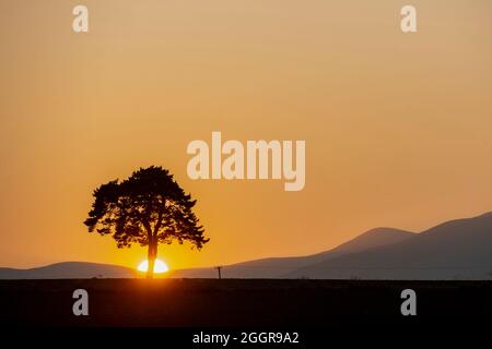 Bonnyrigg, Midlothian, UK. 2nd Sep, 2021. UK Weather. The golden sun sets behind the Pentland Hills and lone trees on the horizon viewed from Bonnyrigg in Midlothian, Scotland. Credit: phil wilkinson/Alamy Live News Stock Photo