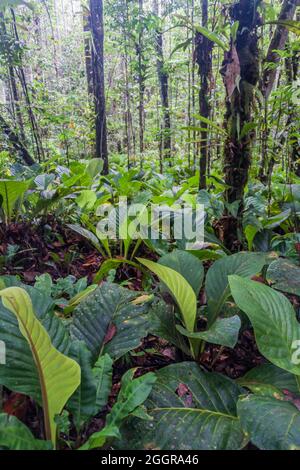 Jungle at the bottom of Angel Falls (Salto Angel), the highest waterfall in the world (978 m), Venezuela Stock Photo