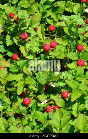 Mock Strawberry, Indian-strawberry, Indische Scheinerdbeere, Scheinerdbeere, Falsche Erdbeere