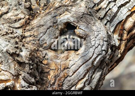 A Raccoon peers out of a hole in a large tree in the daytime. Stock Photo