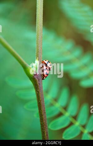 Closeup the Side View of Tiny Ladybugs Mating on the Tree Branch Stock Photo