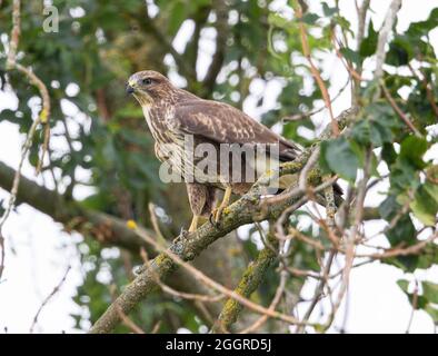 Common Buzzard perched in a tree in the Cotswold Hills Stock Photo