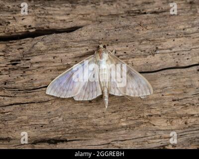 Patania ruralis, the Mother of Pearl Moth, perched on a log. Stock Photo