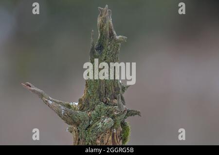 Small old asian tree Stock Photo