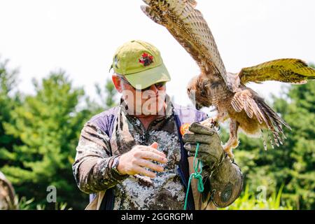 SIMCOE, CANADA - Jul 31, 2021: A professional bird handler training a great horned owl Stock Photo