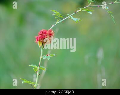 A gall known as the rose bedeguar, Robin's pincushion, mossy rose or moss gall from the Gall Wasp (Diplolepis rosae) on a Dog Rose (Rosa canina) Stock Photo
