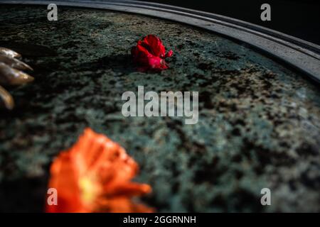 Rose floating in the water Stock Photo