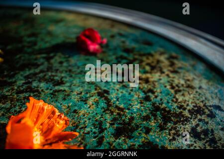 Rose floating in the water Stock Photo
