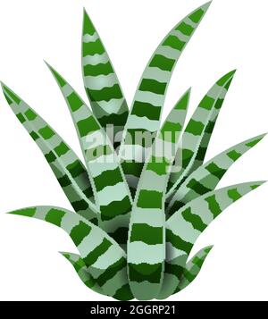 Cactus composition with isolated image of snake plant on blank background vector illustration Stock Vector