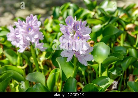 Blooming Pontederia crassipes or common Water Hyacinth (Eichhornia crassipes). Bali, Indonesia Stock Photo