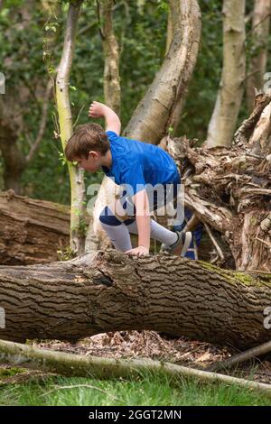 Young boy, child, clambering over fallen tree trunk, familiarising himself first hand with nature, wildness, wilderness. Experiencing and finding, Stock Photo
