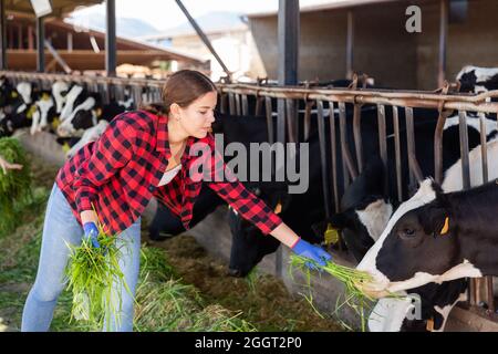 Young girl farmer feeding cows on dairy farm Stock Photo