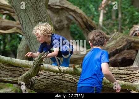Two young boys, brothers, siblings, together, delight, surprise, explore, climbing, shared discovery of nature on fallen dead tree trunk in woodland. Stock Photo