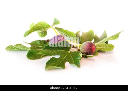Fresh ripe figs on a branch with green fig leaves. Healthy Mediterranean fig fruit isolated on a white background with copy space. Stock Photo
