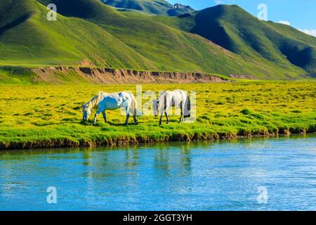 Horses graze on the pasture by the river.the mountain and meadows with horses in the summer pasture,beautiful grassland scenery. Stock Photo