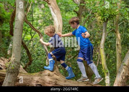 Two young boys, brothers, siblings, climbing, clambering, balancing on a fallen dead tree trunk in woodland. Shared nature finding and discovery. Rura Stock Photo