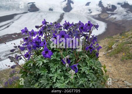 Caucasian larkspur (Delphinium caucasicum) on the alpine meadow and gravelly char of the vicinity of Elbrus, In the background corrie glacier, 3500 a. Stock Photo
