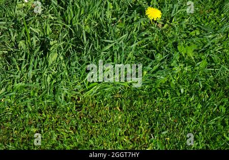 tall grass and mown grass on the lawn side by side can be used as a garden maintenance theme Stock Photo