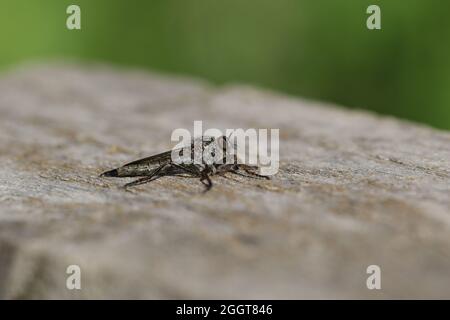 A Kite-tailed Robberfly, Machimus atricapillus, perching on a wooden fence feeding on a fly. Stock Photo