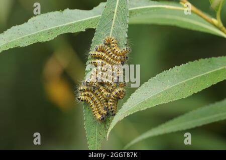 A number of Buff-tip Moth Caterpillar, Phalera bucephala, feeding on Willow Tree leaves in woodland. Stock Photo