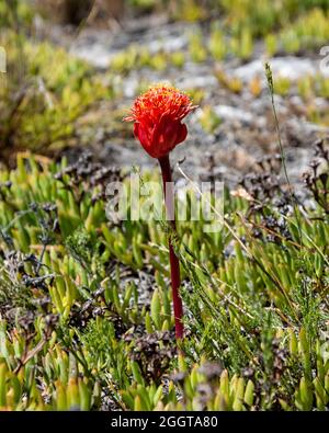 TÌNH YÊU CÂY CỎ ĐV.3 - Page 80 A-haemanthus-sanguineus-flower-in-the-southern-cape-south-africa-2ggta80