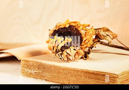 Opened old book with yellow dried  sunflower Stock Photo
