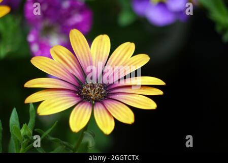 Single purple/yellow Osteospermum 'Purple Sun' (African Daisy) Flower Grown in a  Border, in a English Cottage Garden, Lancashire, England, UK. Stock Photo