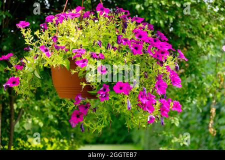 Pink petunias in a pot, hanging basket garden passage well being an outside place Stock Photo