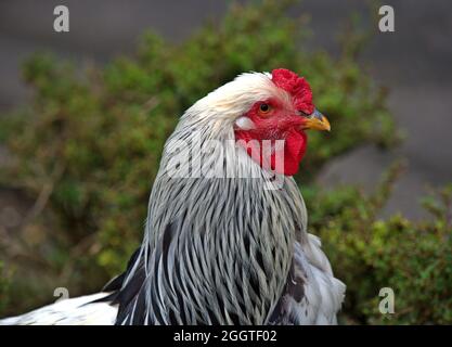 Side view of the head of a rooster Stock Photo