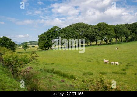 Scottish countryside in summer. Peebleshire, Scottish borders, Scotland Stock Photo