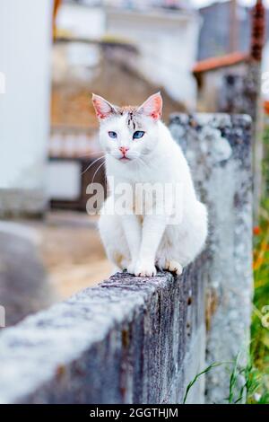 white-wild-cat-sitting-on-a-