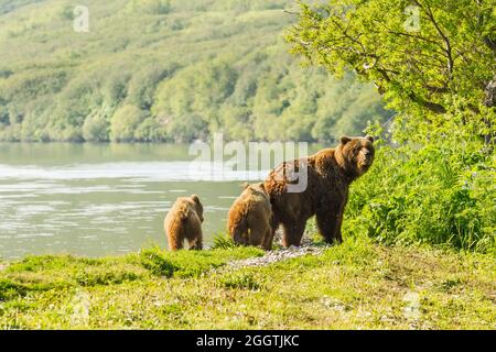 Brown bear or Ursus arctos beringianus fishing in the Kurile lake. Kamchatka