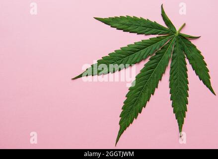 Green cannabis leaves on pink background. Growing medical marijuana. Concept of herbal alternative medicine Stock Photo