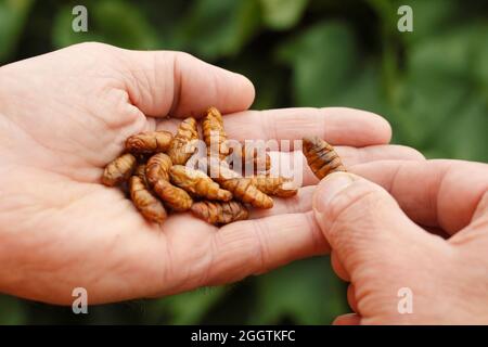 Edible insects. Silkworms, Bombyx mori pupae. Stock Photo