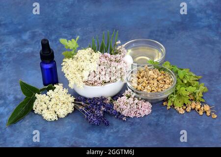 Healing herbs of valerian, lavender, elderflower and chamomile used in preparation of natural herbal plant medicine. Is a sedative to treat anxiety. Stock Photo