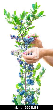 Handpicking blueberries of a bush isolated on white Stock Photo