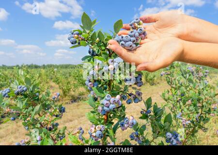 Close-up of female hands holding a bunch of blueberries at the farm Stock Photo