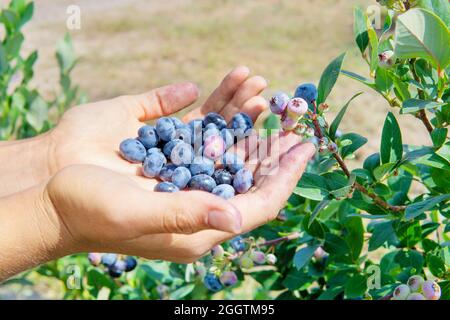 Crop view of the farm worker hands holding freshly picked blueberries by a bush Stock Photo