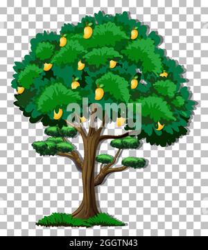 Mango tree on transparent background illustration Stock Vector